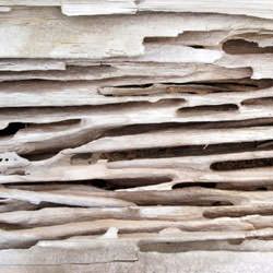 Carpenter ant damage in wood -- with smooth, clean galleries.