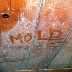 Wood in Saint George that's showing signs of cosmetically damaging mold