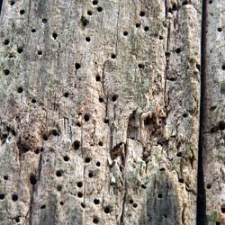 Powder post beetle damage on wood outside a Orem home
