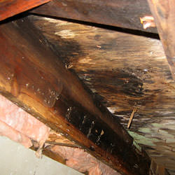 wet rot showing on joist and girder wood in a home in South Jordan