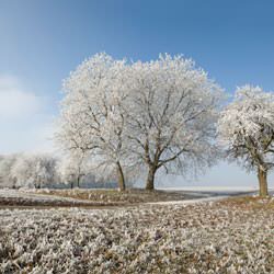 Frost covering trees and a grassy field in Payson